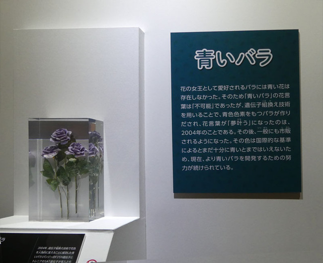 P6690373