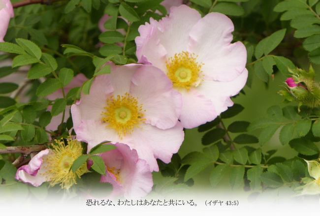 はがきサイズ　バラ　サンショウバラ