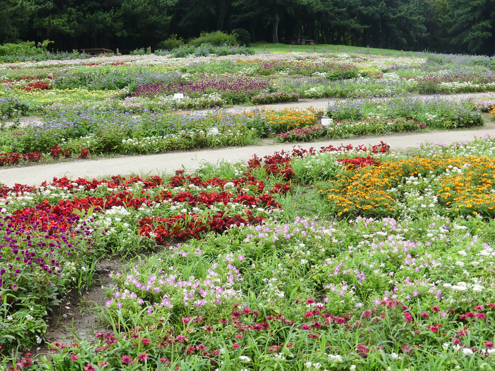 葛西臨海公園 浜の花 四季の風2 葛西臨海公園 浜の花 四季の風2