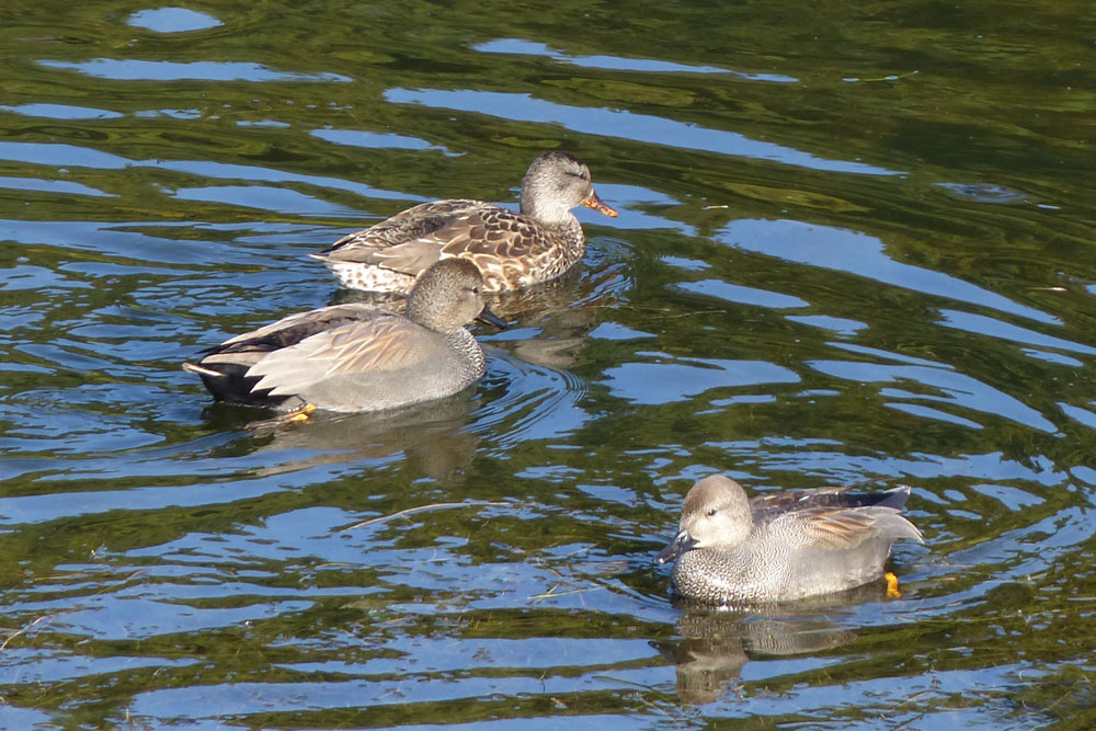 オカヨシガモ 四季の風2