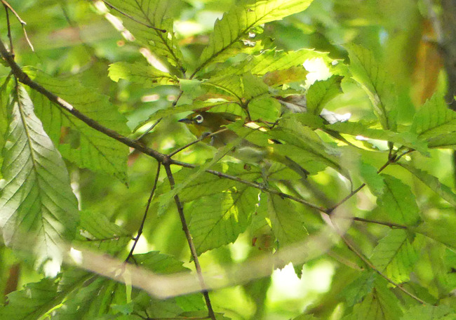 P5550283_edited-1
