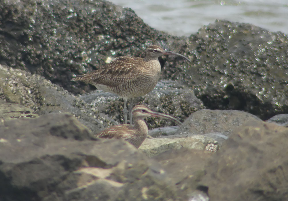 秋の渡り チュウシャクシギ キョウジシギ キアシシギ 四季の風2