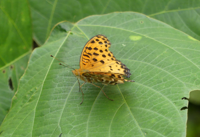 P5090845