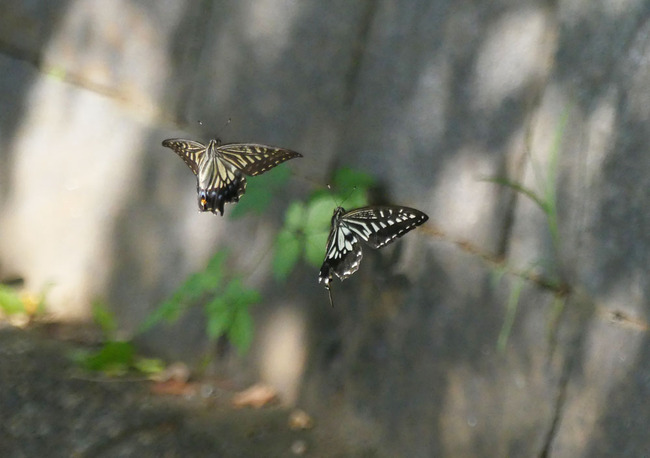P5390365