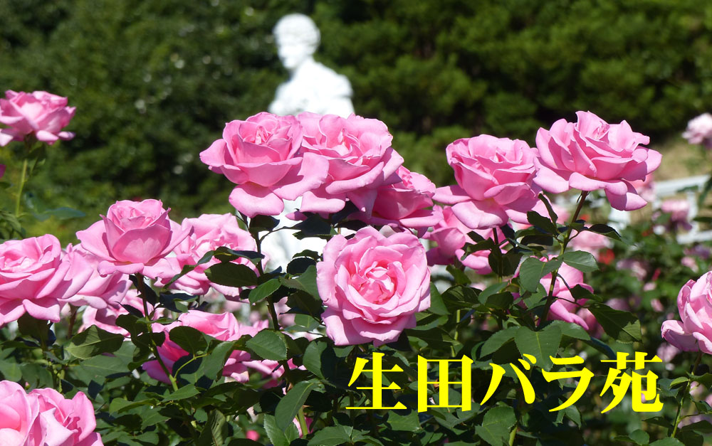 イメージ 5