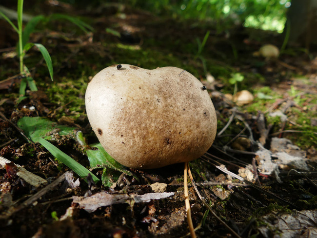 P6790323