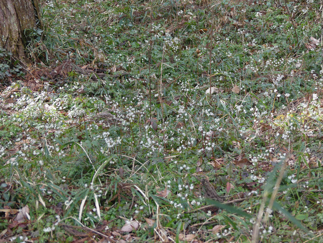 P1500302
