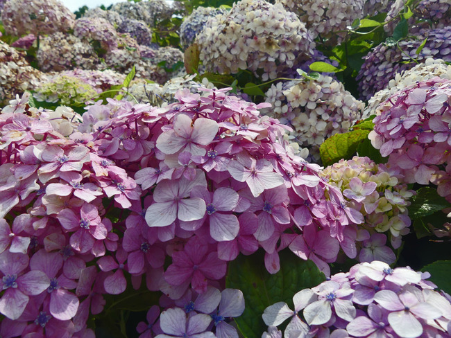 P4150155
