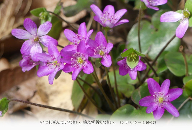 Ｔ00はがきサイズ　よこ雪割草Ｔ003
