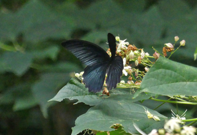 P5180752