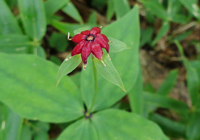 P5420162_edited-1