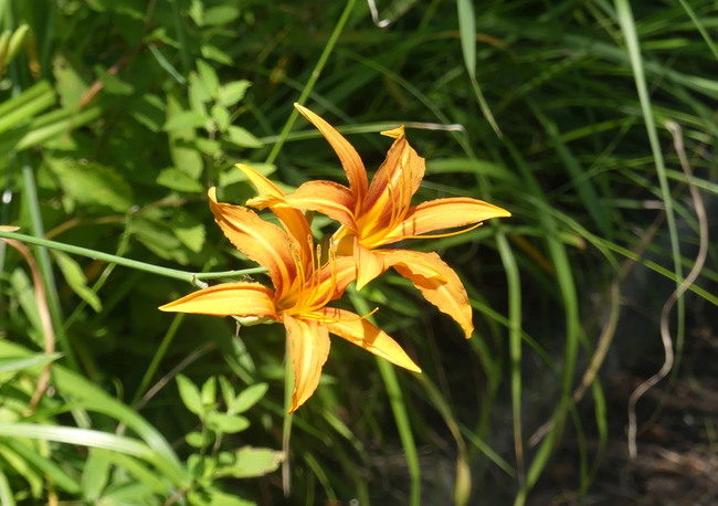 P5220560