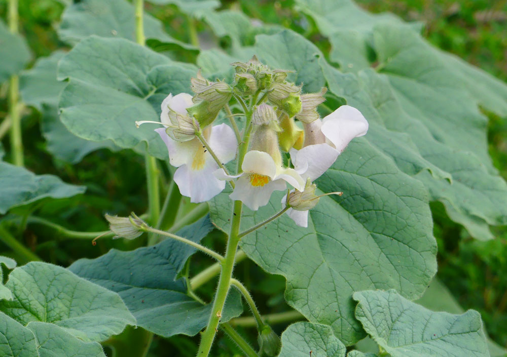 珍しい花 珍しい黄色いモンシロチョウ 四季の風2