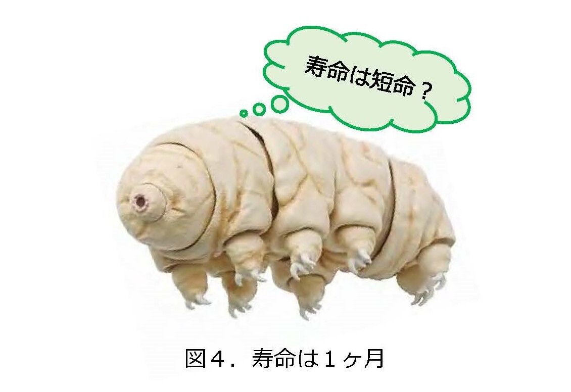 不死身の「クマムシ」 : にぎやかギャラリー