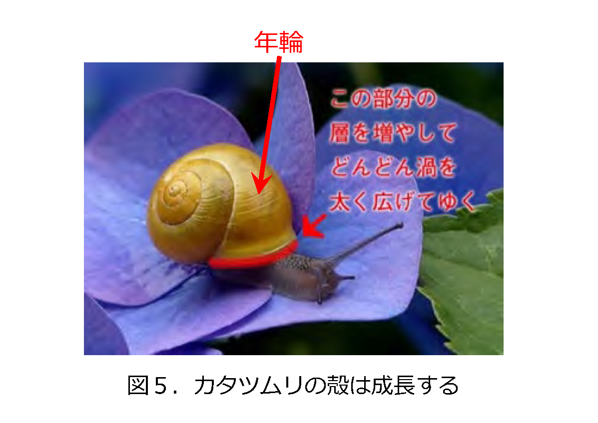カタツムリの不思議(2023.7.9) : にぎやかギャラリー