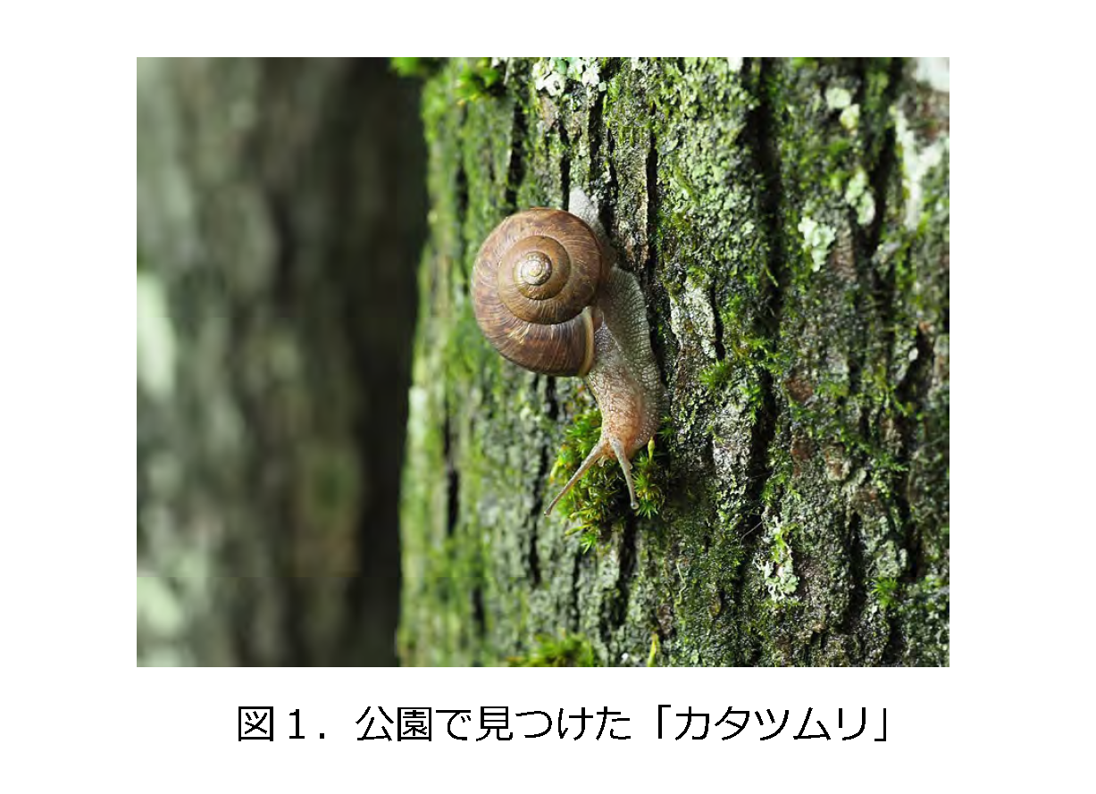 カタツムリの不思議(2023.7.9) : にぎやかギャラリー