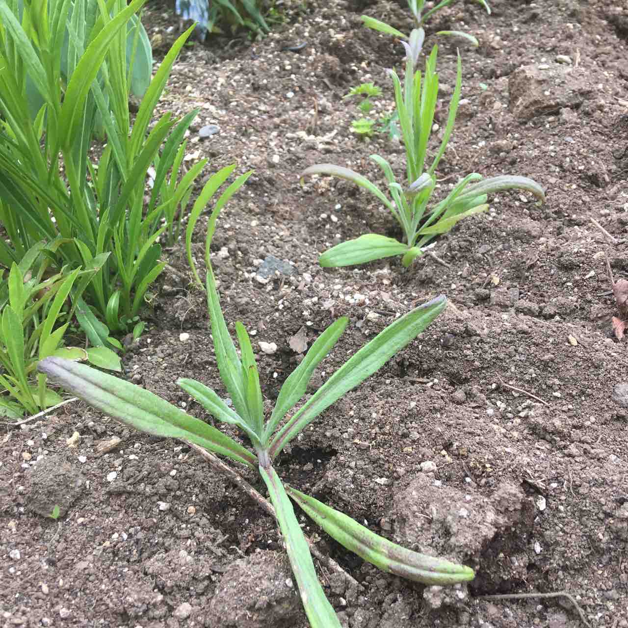 種蒔きの矮性矢車草 植え付けへ 種蒔きで節約 ガーデニング