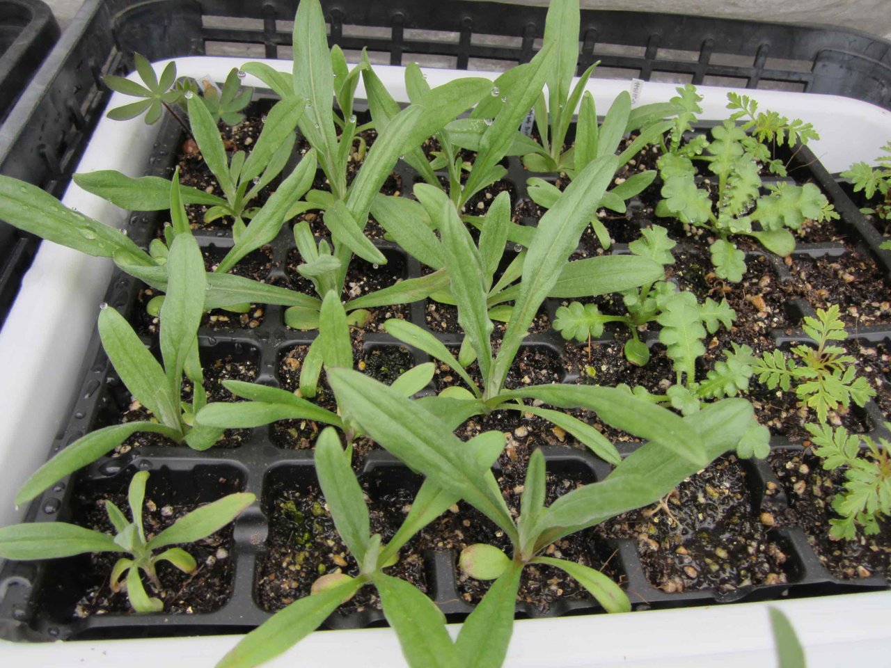 矮性矢車草の種蒔き 種蒔きで節約 ガーデニング