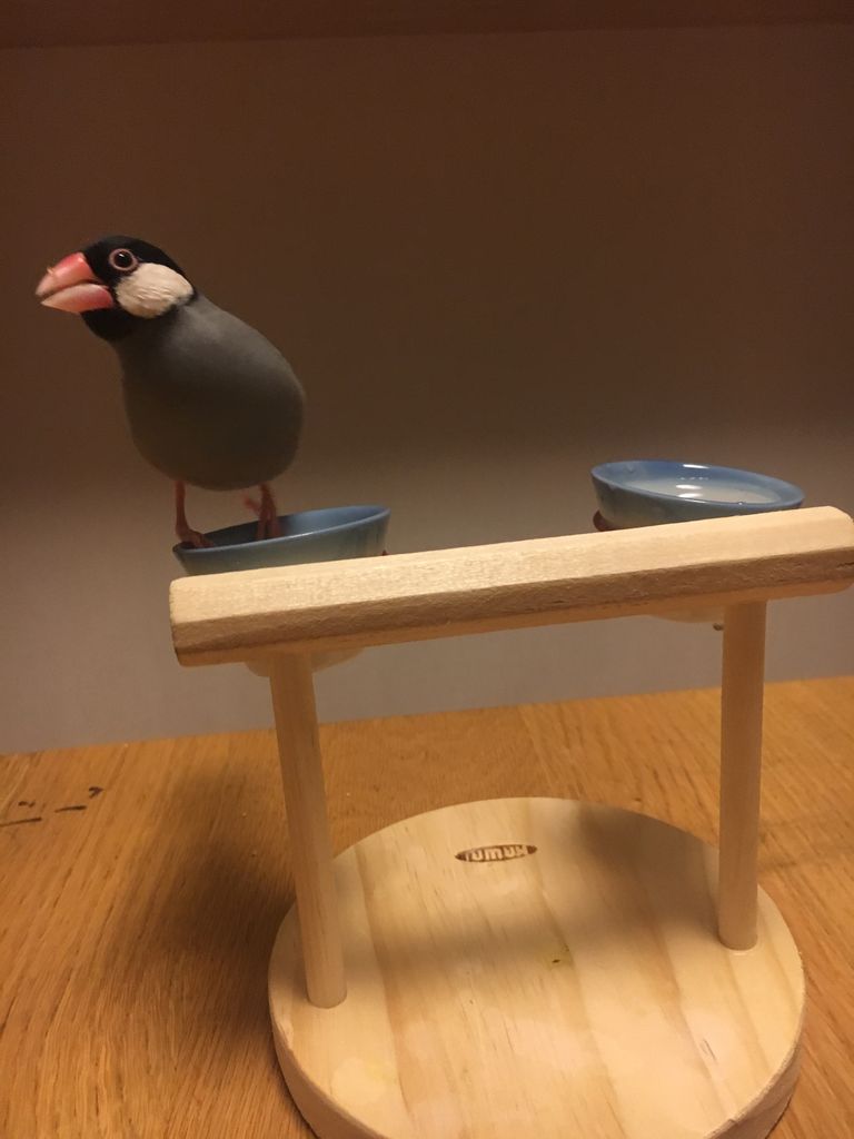 やはり南国の鳥 なんなの文鳥記