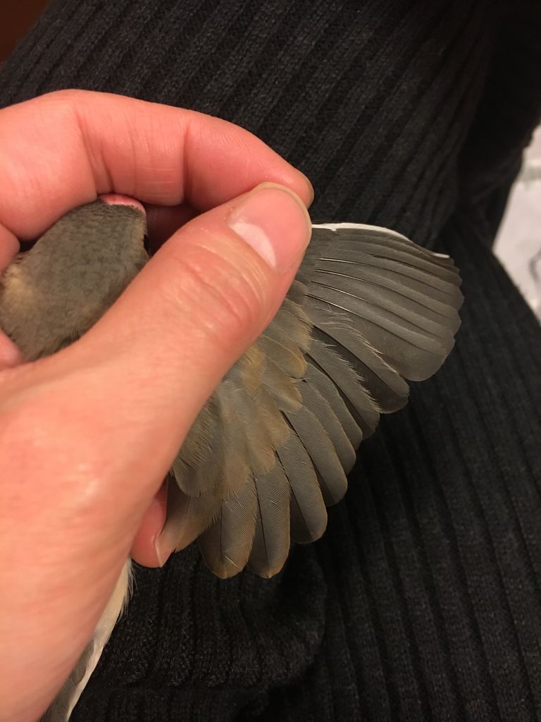 風切り羽の色2 なんなの文鳥記 風切り羽の色2 なんなの文鳥記