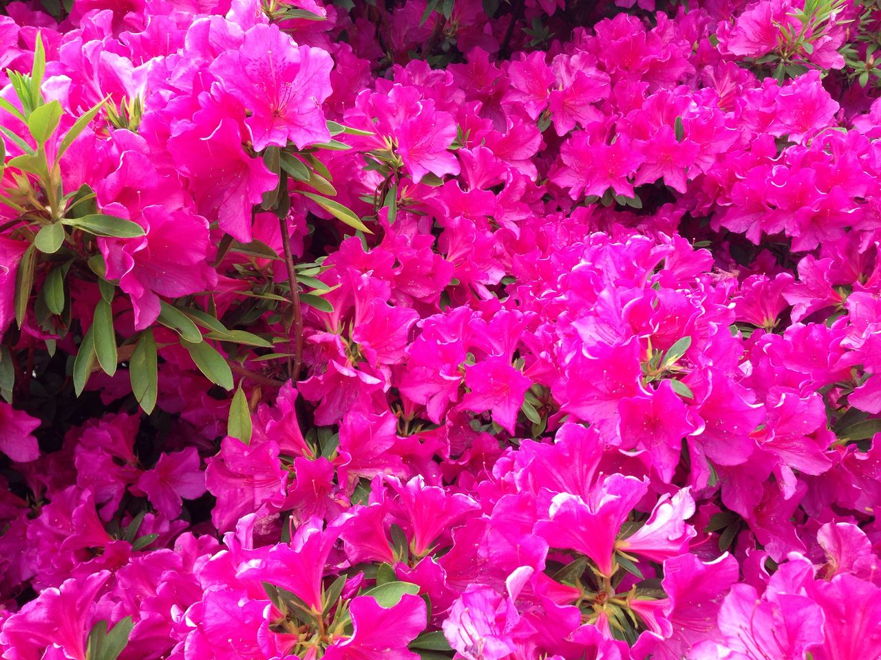ピンク 色 の 花 が きれいです Google Na Na S 加藤pan 家 写真 の Blog
