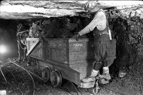 A_mule_pulls_a_load_of_coal