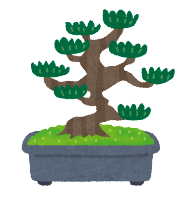 bonsai_matsu