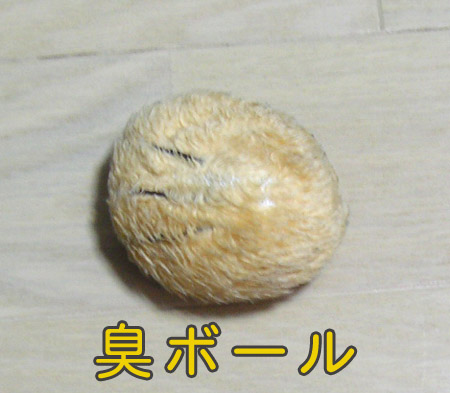 自己紹介 パピヨン あんちゃんの独り言