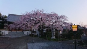 DSC_2930