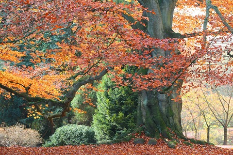 Fagus_sylvatica_Purpurea_JPG4a