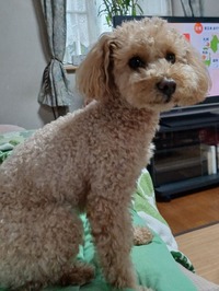 クム