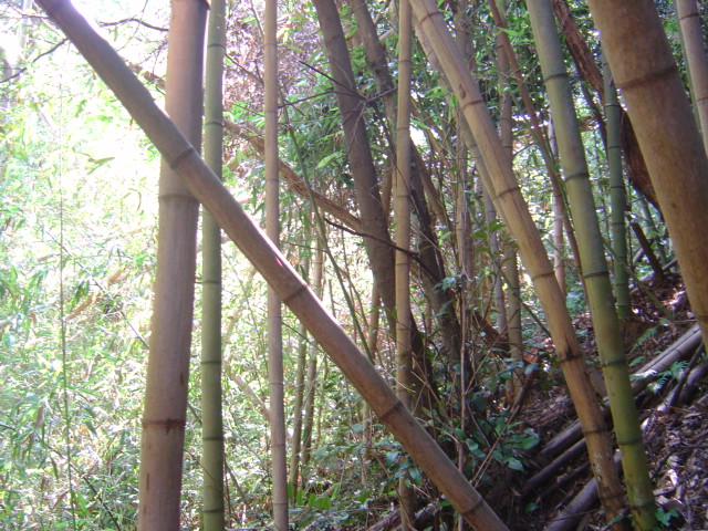 竹垣根を作る ナベさんの生活日記