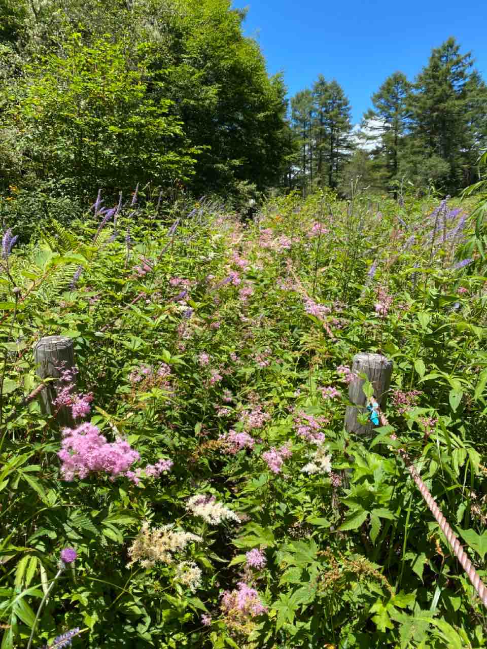 富士山と北岳に挟まれて 櫛形山 三百名山どれだけ登れるか