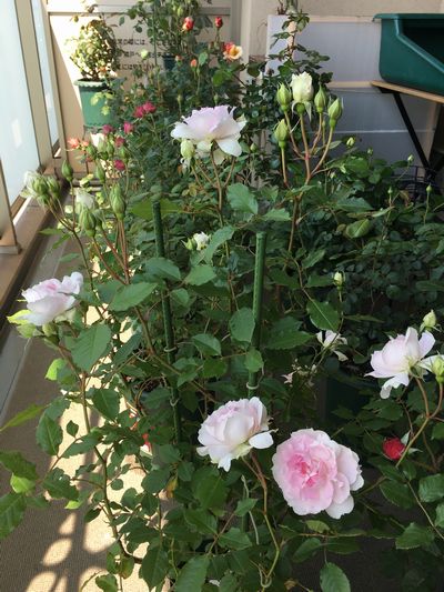 バラが開花しました 裸足で散歩