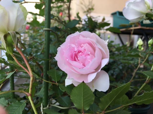バラが開花しました 裸足で散歩 バラが開花しました 裸足で散歩