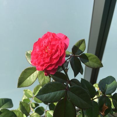 真夏のバラ 裸足で散歩