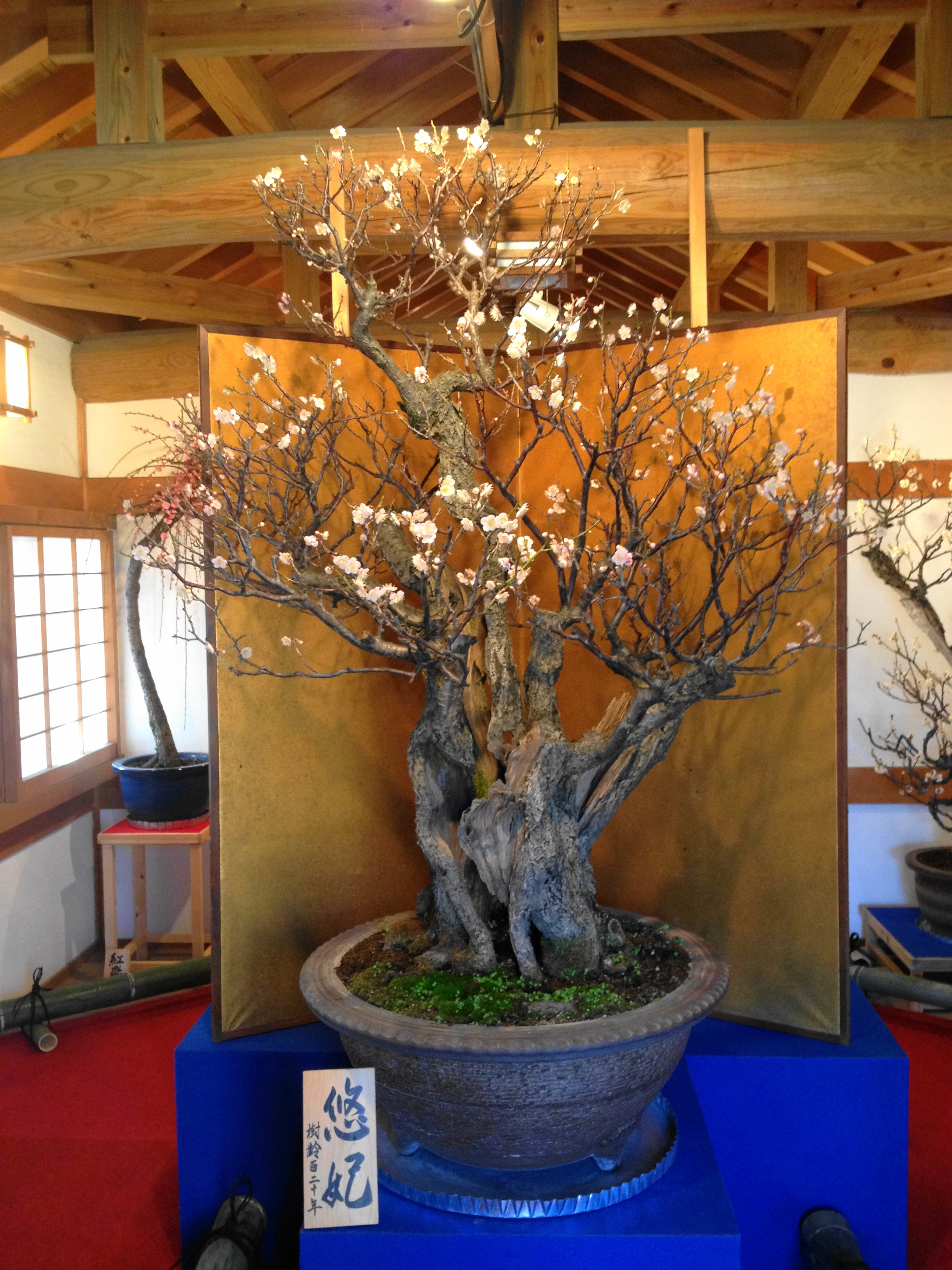 大和郡山 盆梅展 Nabegonの金魚のあぶく