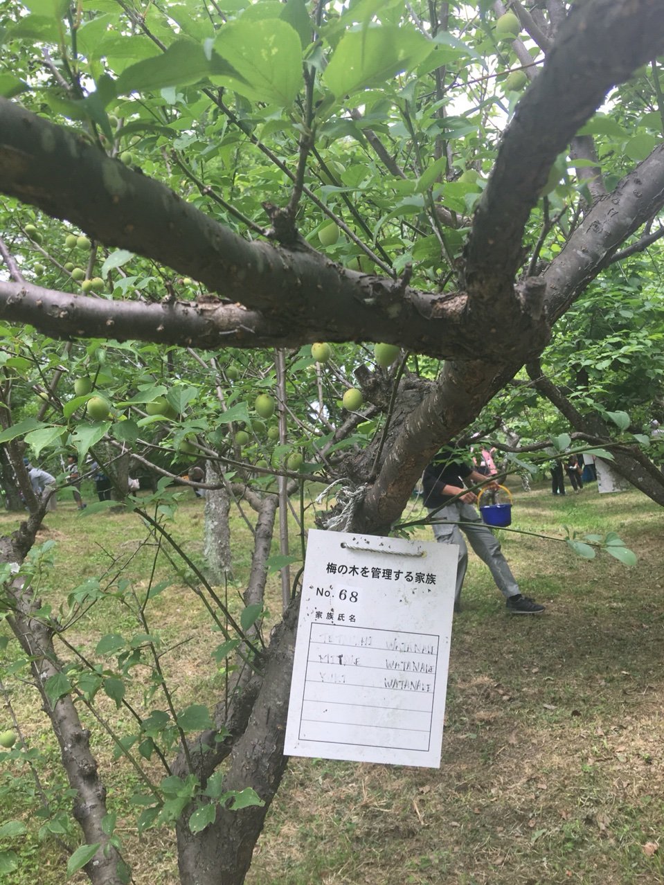 梅の実収穫 大和民俗公園梅の木ファミリー Nabegonの金魚のあぶく 梅の実収穫 大和民俗公園梅の木ファミリー Nabegonの金魚のあぶく