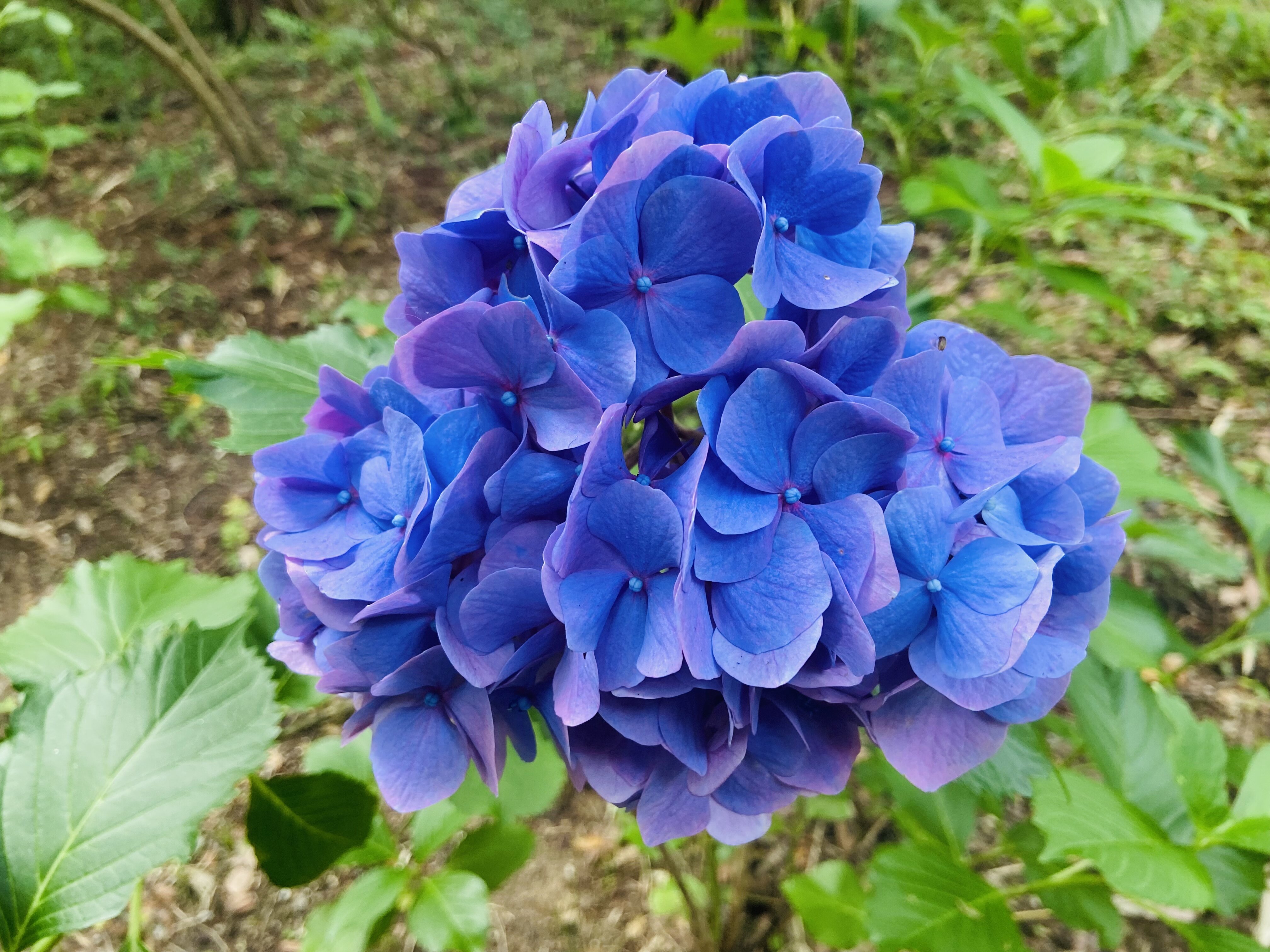 グラデーション紫陽花 Nabegonの金魚のあぶく