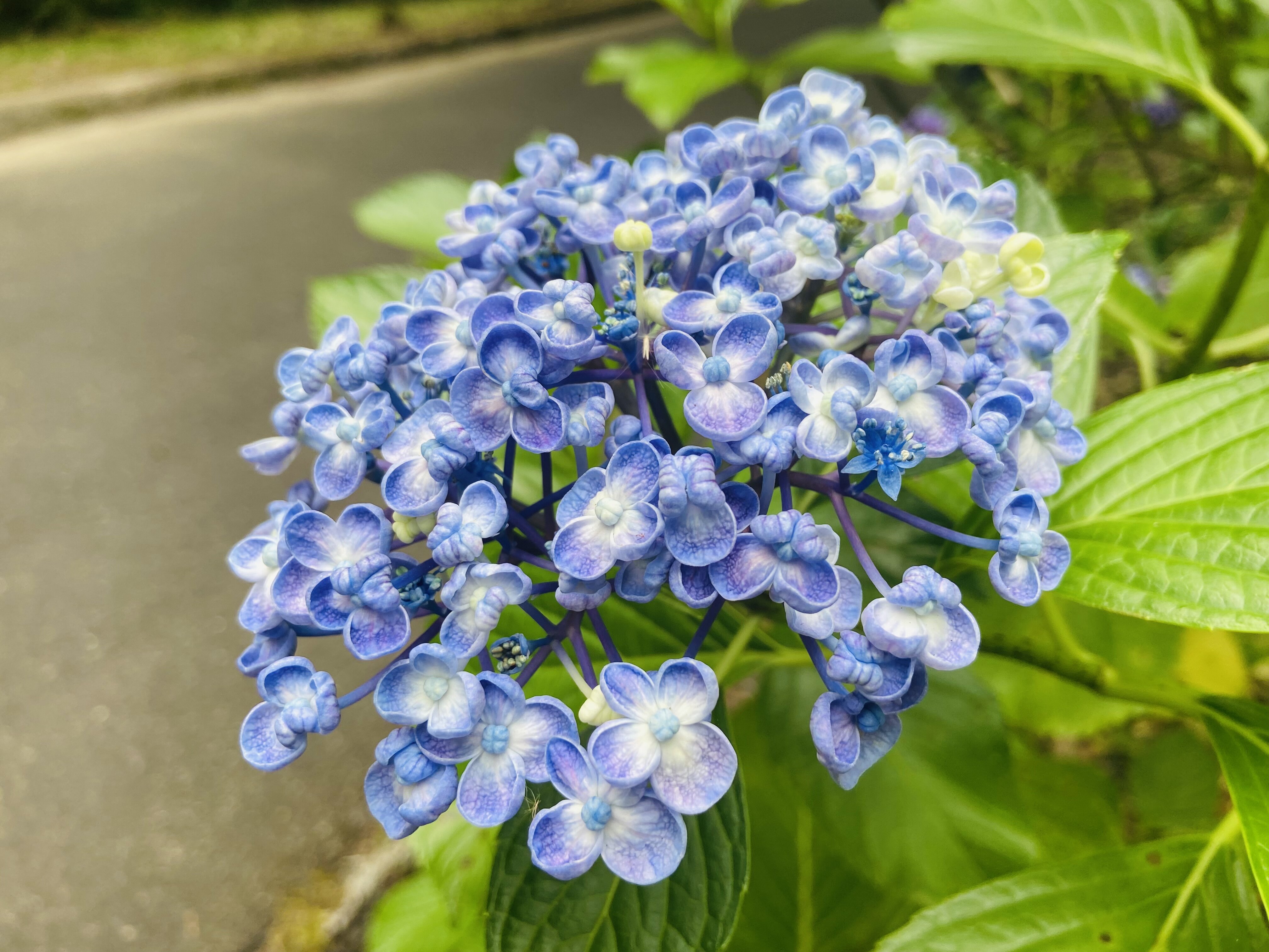 グラデーション紫陽花 Nabegonの金魚のあぶく