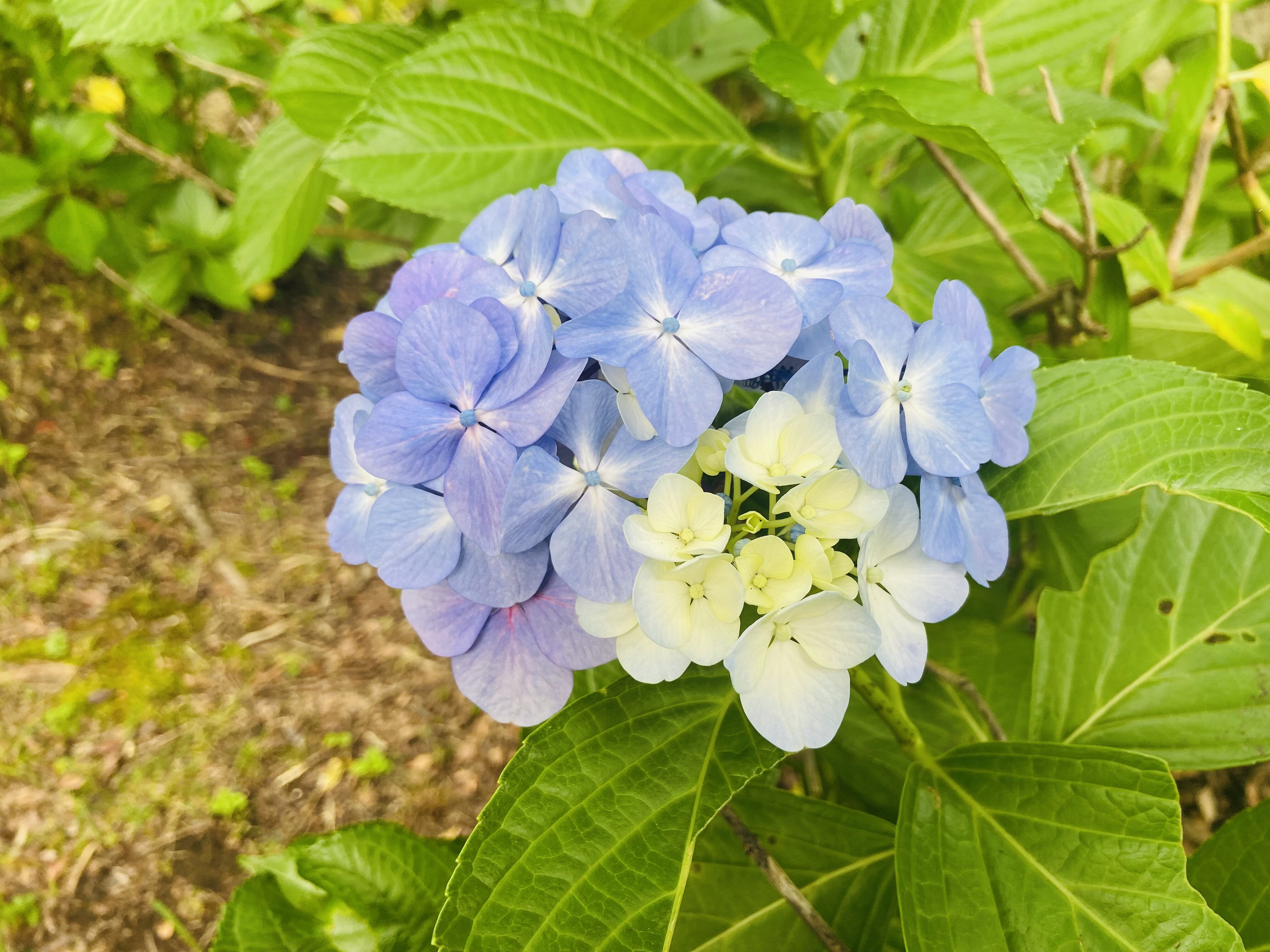 グラデーション紫陽花 Nabegonの金魚のあぶく