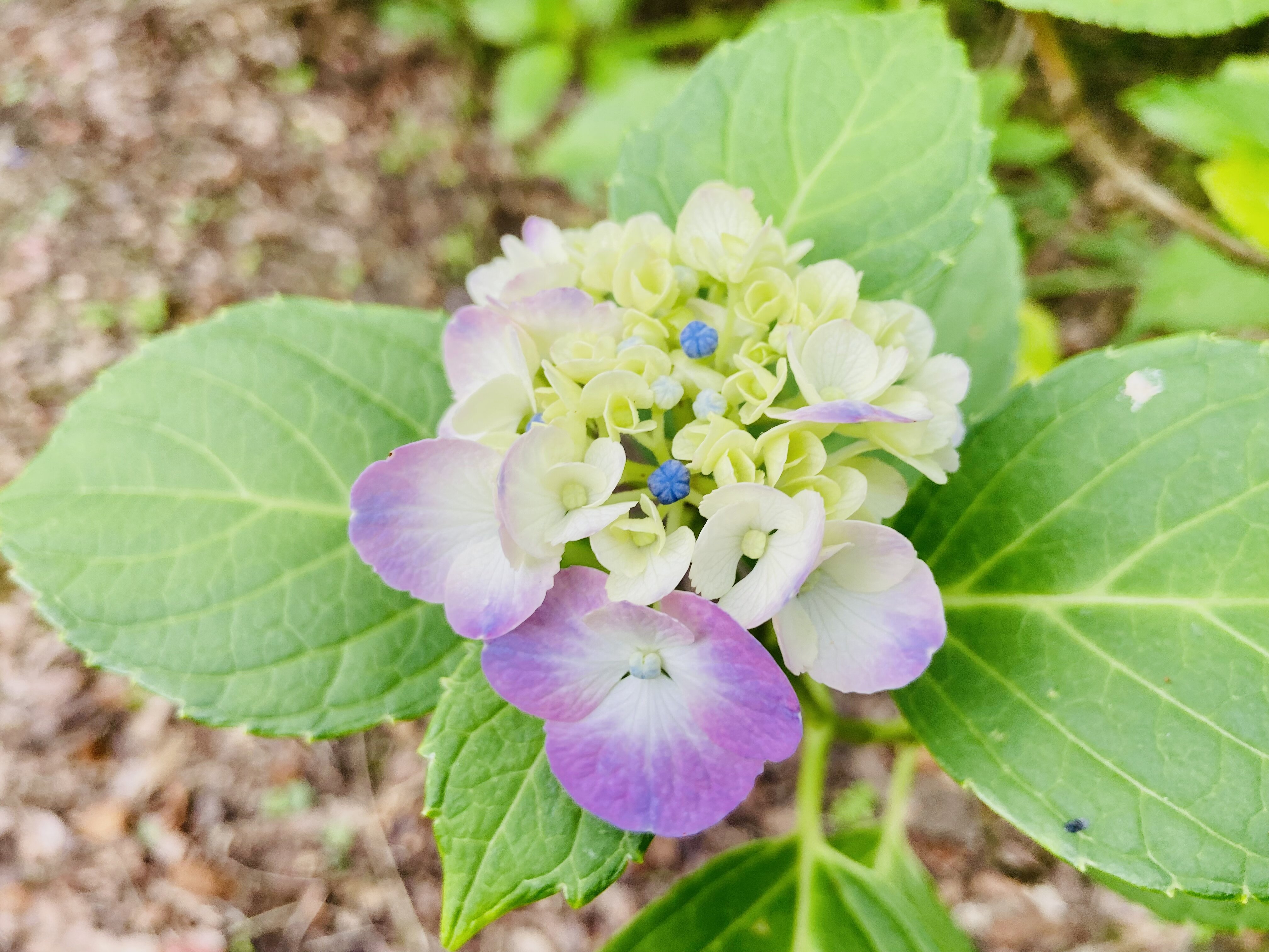 グラデーション紫陽花 Nabegonの金魚のあぶく