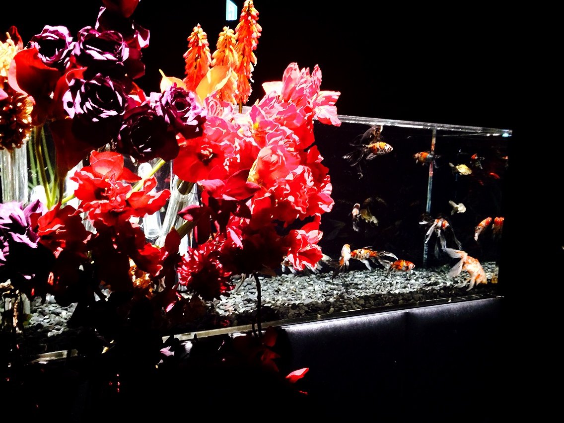 アートアクアリウム梅田 Nabegonの金魚のあぶく アートアクアリウム梅田 Nabegonの金魚のあぶく