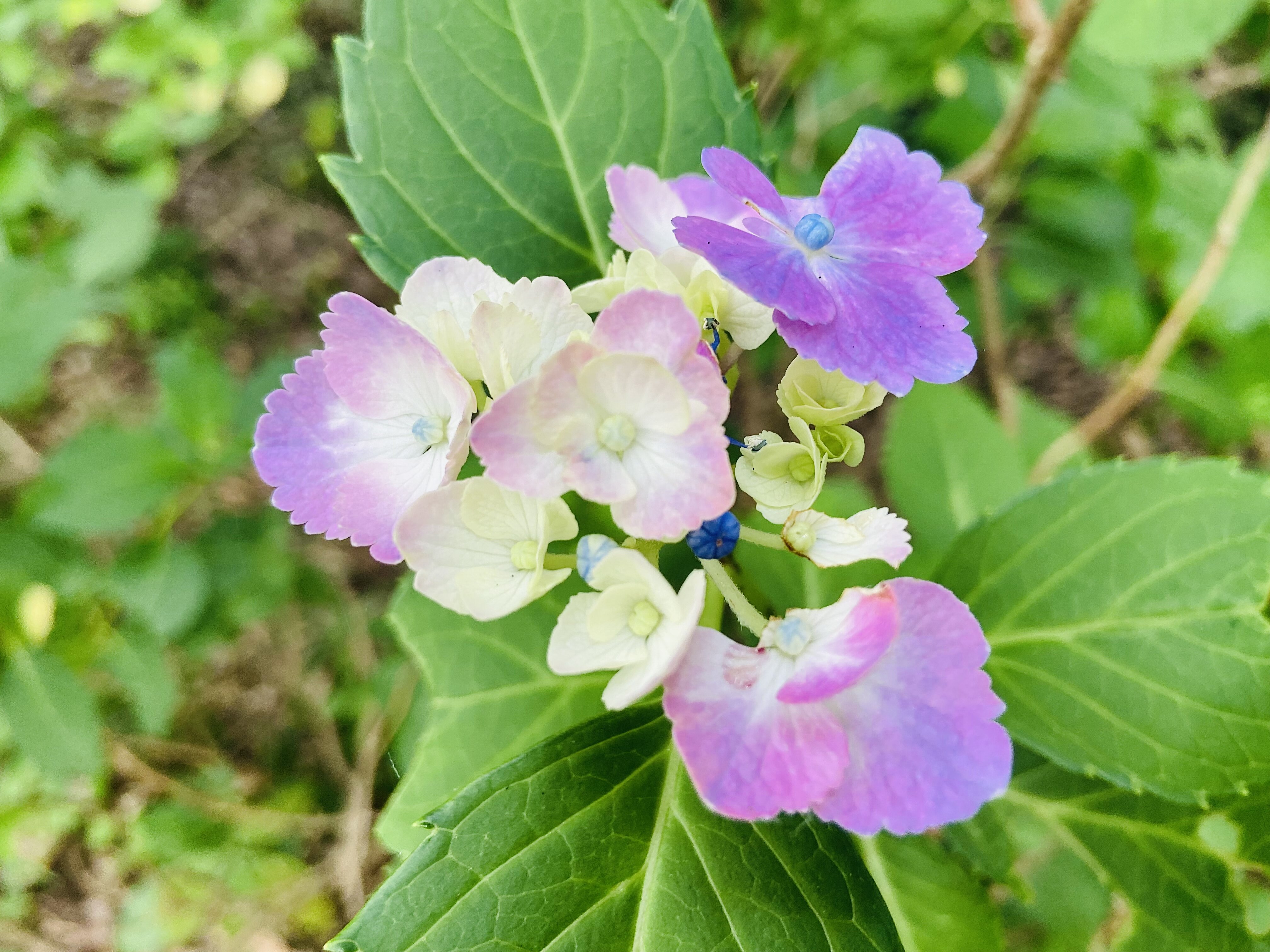 グラデーション紫陽花 Nabegonの金魚のあぶく