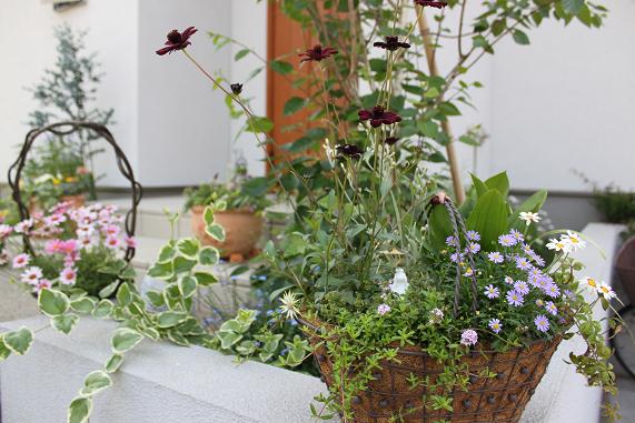 ３匹となべさなの日記 植物