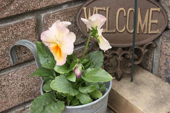 鉢植えなど 3匹となべさなの日記 鉢植えなど 3匹となべさなの日記