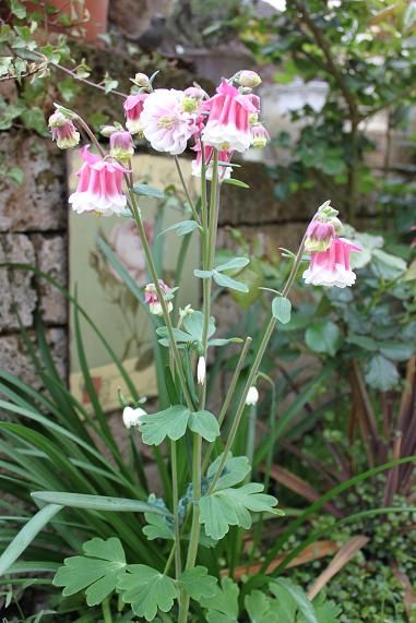 春の花 ピンクちゃんと多肉ちゃん ３匹となべさなの日記