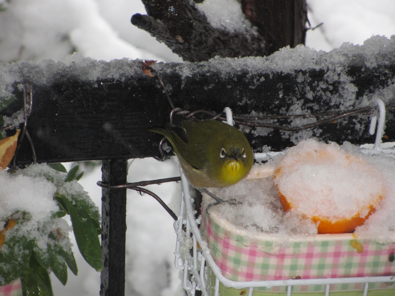 13 01 14 横浜の豪雪地帯は 雪 になってきました としょくん 紙芝居ボランティア の 窮窮自適 日記 暮らしの便り 13 01 14 横浜の豪雪地帯は 雪 になってきました としょくん 紙芝居ボランティア の 窮窮自適 日記 暮らしの便り