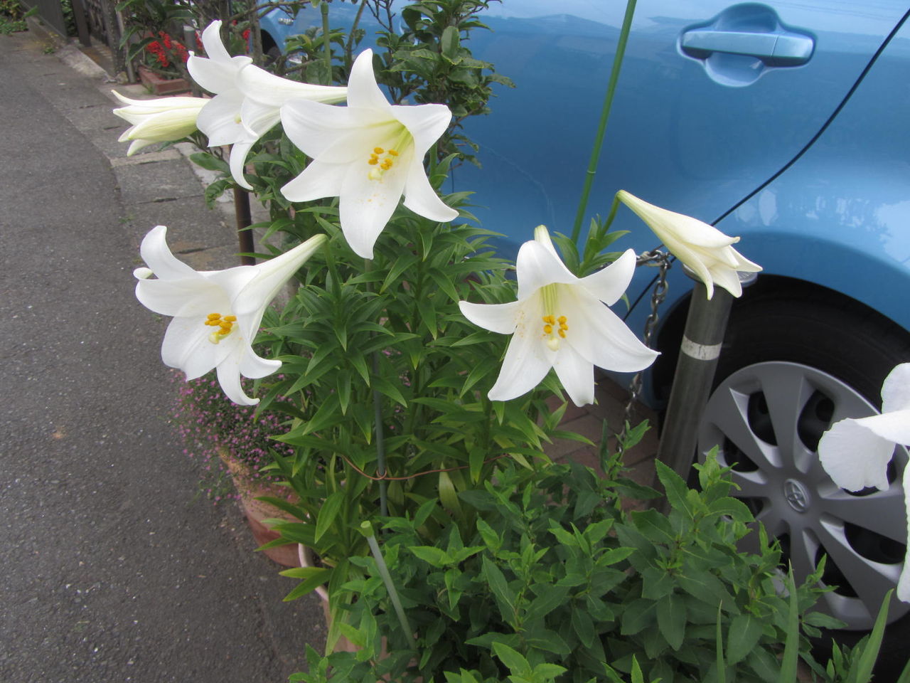 14 06 10 回転花壇の 鉄砲百合 に 菖蒲 が咲きました としょくん 紙芝居ボランティア の 窮窮自適 日記 暮らしの便り