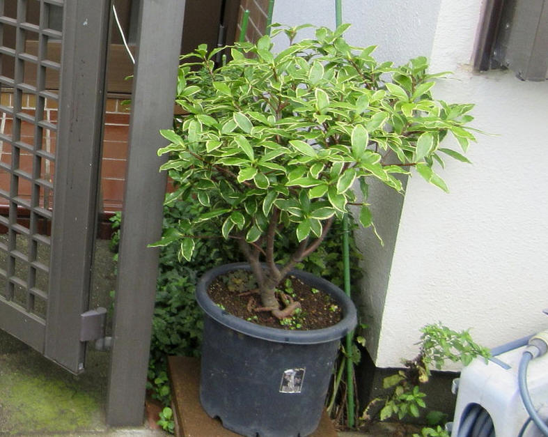 16 09 30 長雨の被害が 沈丁花 としょくん 紙芝居ボランティア の 窮窮自適 日記 暮らしの便り